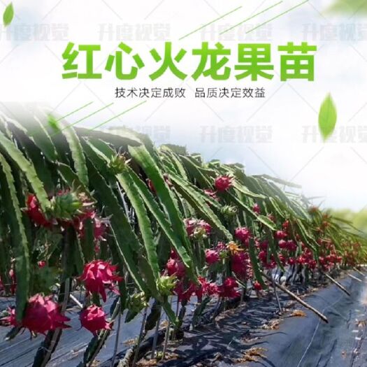 东方市红心火龙果苗  正宗金都一号火龙果种苗，长期供应  30公分