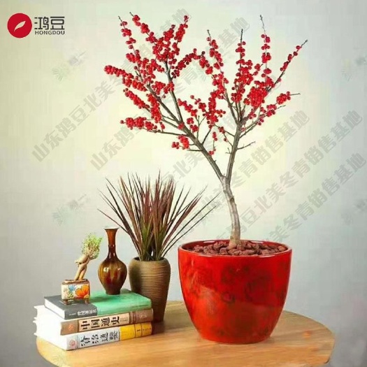济宁 北美冬青精品盆栽盆景切枝红果红豆相思豆挂果雌株二年苗