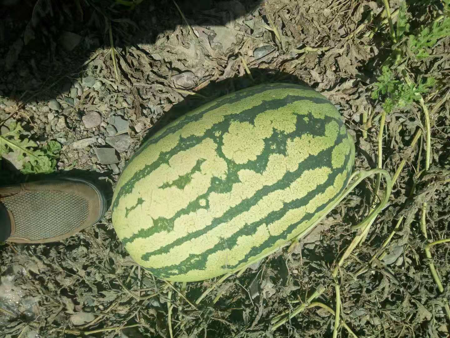 15斤打底西瓜批发采购_15斤打底西瓜供应_15