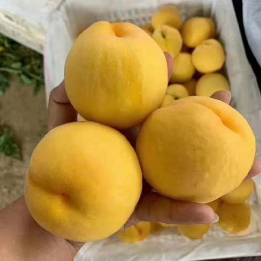 蒙阴县 蜜桃之都，黄桃之星金皇后