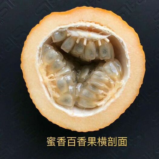 灵山县蜜香百香果苗黄金百香果西番莲鸡蛋果木瓜百香果香蜜百香果苗