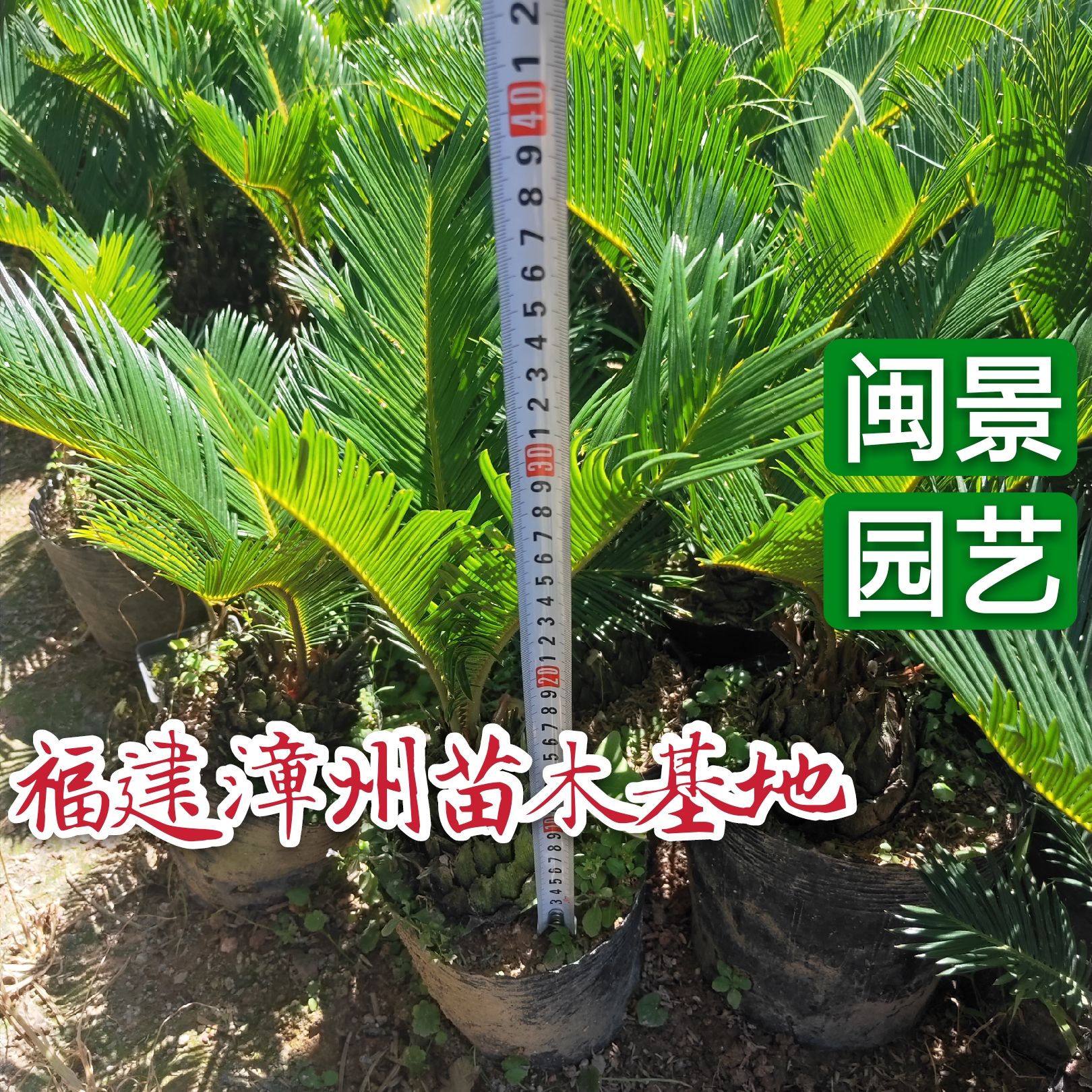  苏铁 铁树高40到1.5米福建漳州苗木基地