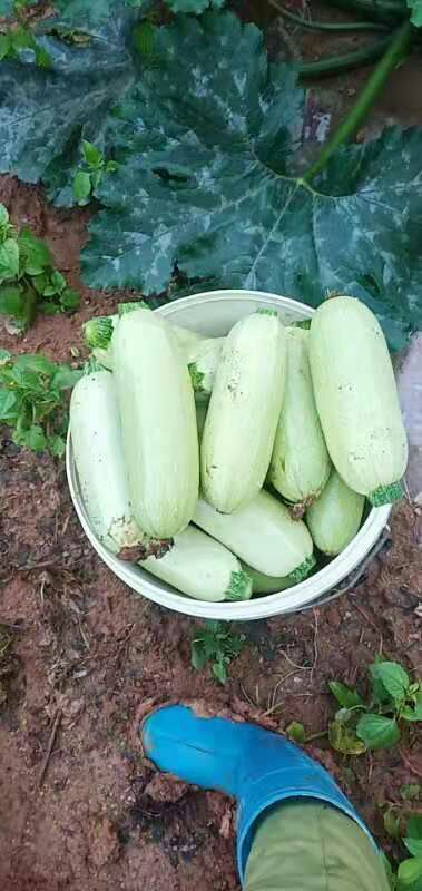 昆明 珍油绿葫芦瓜，种植面积大，自己种植，质量可靠