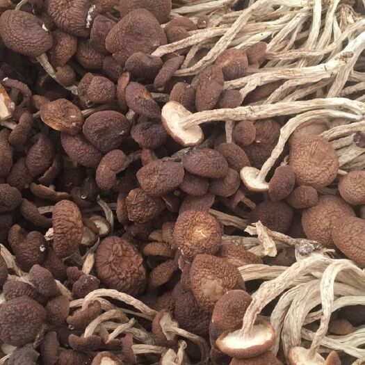 南丰县广昌4号茶树菇 农家土特产
自家种植   自产自销0⃣ 添加剂💯