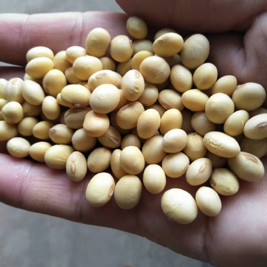 高山生态黄豆 22年早黄豆出浆高水份干已过筛