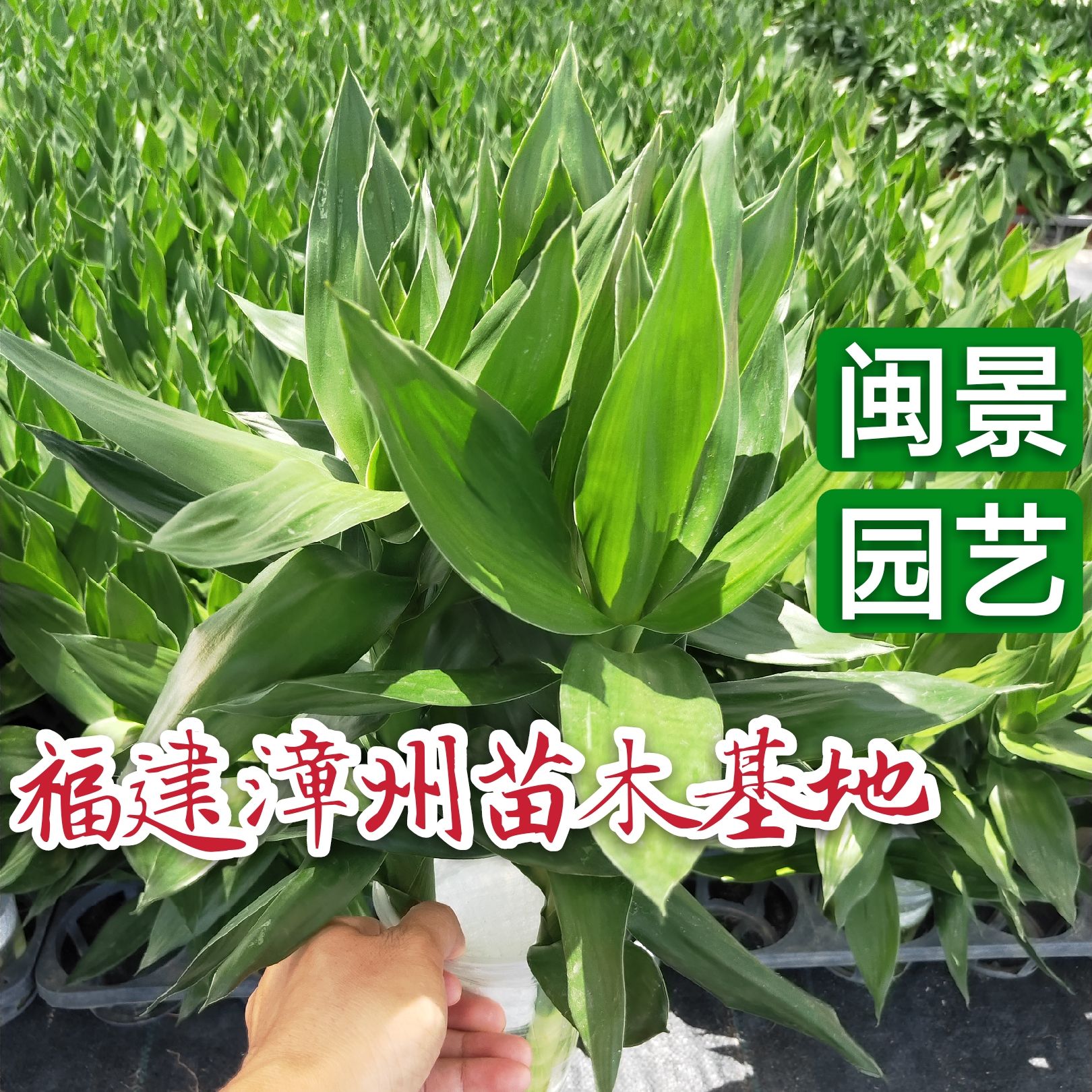  观音竹高20到30厘米福建漳州苗木基地