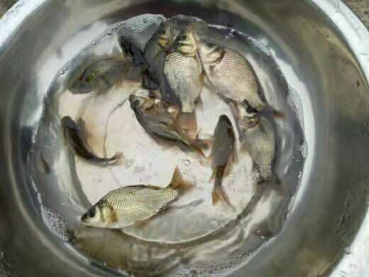  鲤鱼苗