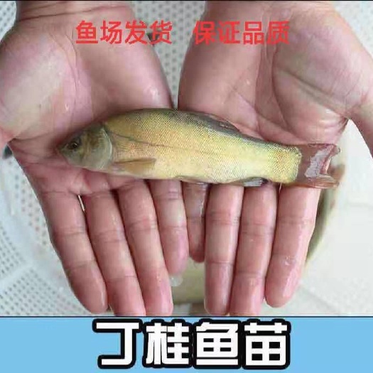 遵义 丁桂鱼苗
