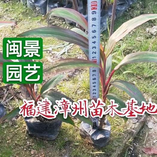 彩叶朱蕉 亮叶朱蕉高20到30厘米福建漳州苗木基地