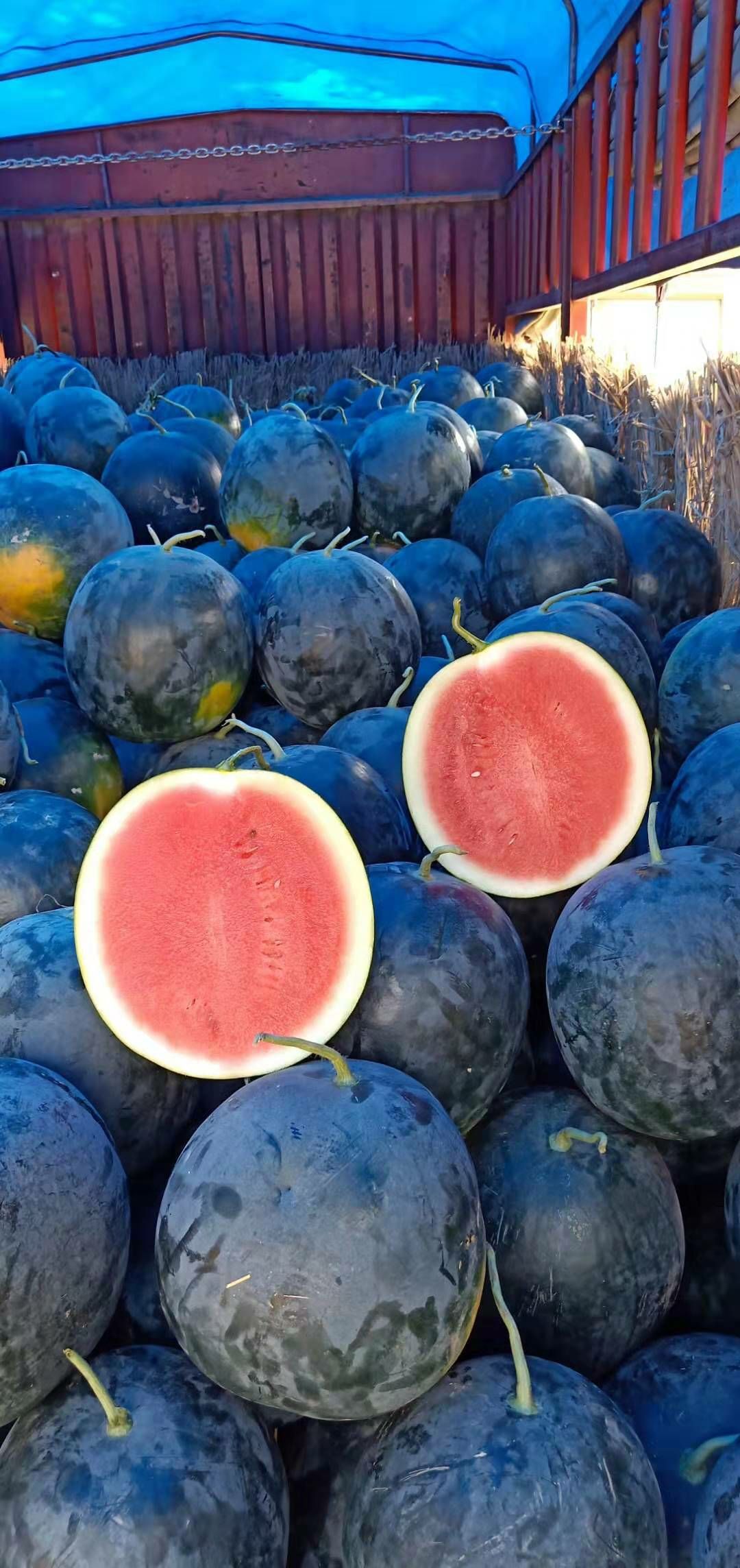 河南省周口市扶沟县黑皮无籽西瓜大量上市价格便宜