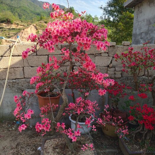 岳西县 杜鹃花 映山红古桩