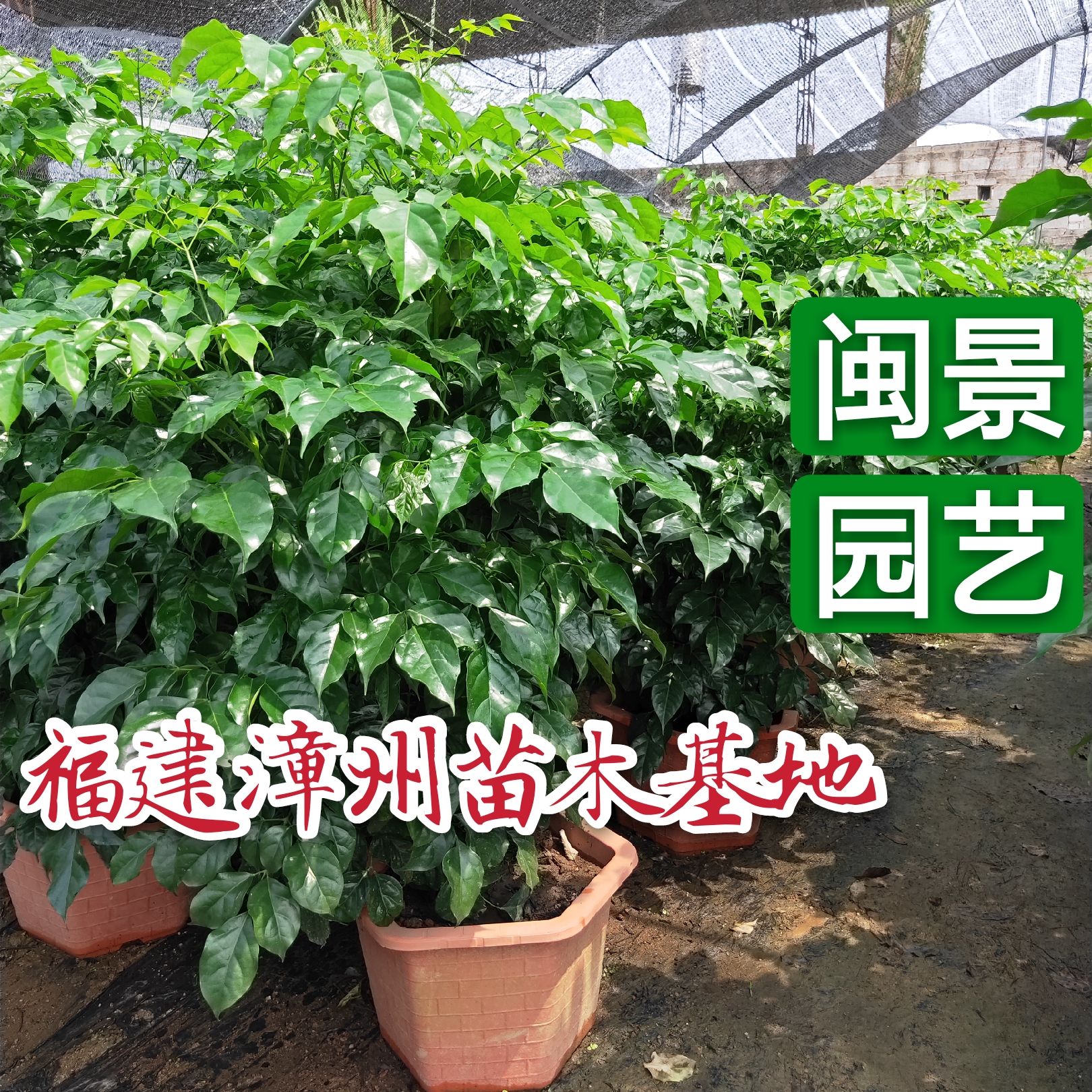 漳州海南菜豆树 绿宝树高70到1米高福建漳州苗木基地