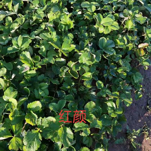 泰安红颜草莓苗 红颜草莓，个大，颜色鲜艳，口感好，产量高