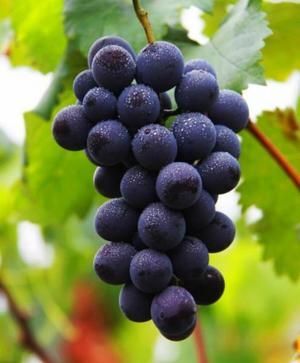 威县巨峰葡萄 0.8-1斤 5%以下 1次果