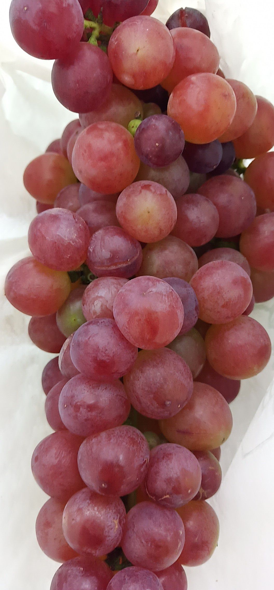  兴华王葡萄一年果甜度好二年果带微酸