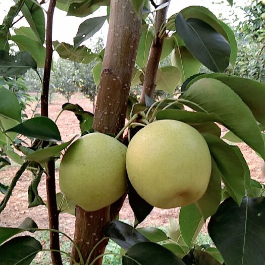 鲁山县皇冠梨 多汁脆甜