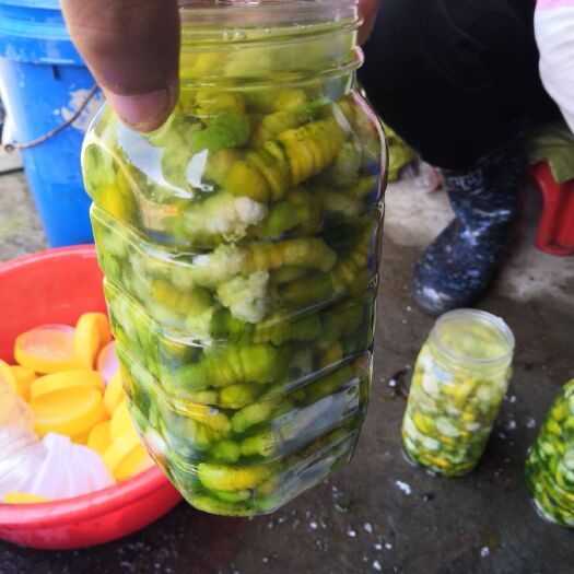 遂溪县 豆丹  豆虫生产批发