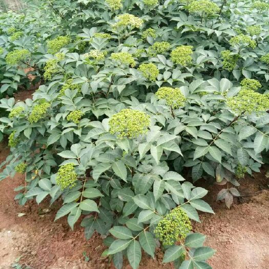 南宁 吴茱萸，江西中花