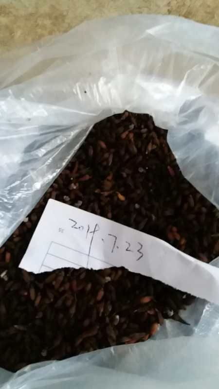 惠东县 百部种子