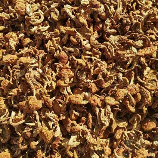 绥棱县滑子菇 人工种植 干货