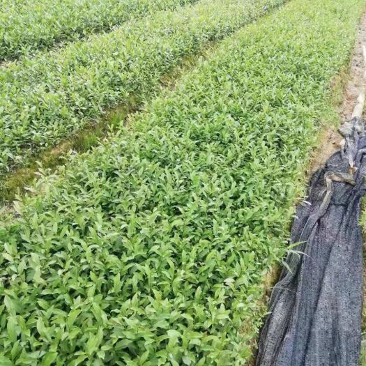 武夷山市茶树苗量大可议，价格好商量
