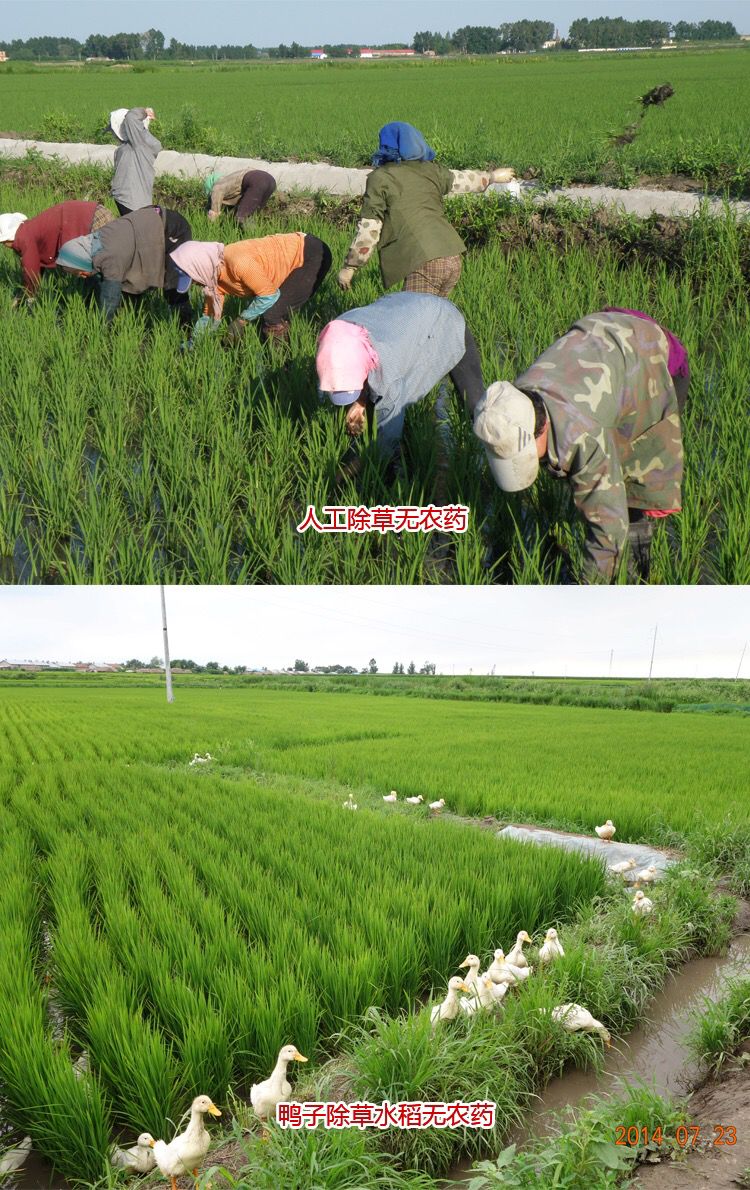  量大优惠  自家种植五常大米稻花香2号 非转基因 有机水稻米