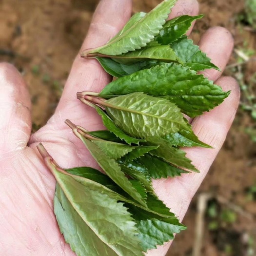 金秀县黄金茶  草珊瑚，是大家都非常熟悉的一种中草药，以前的人们都是用最传统