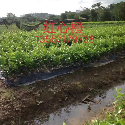灵山县红心橙苗 红心橙