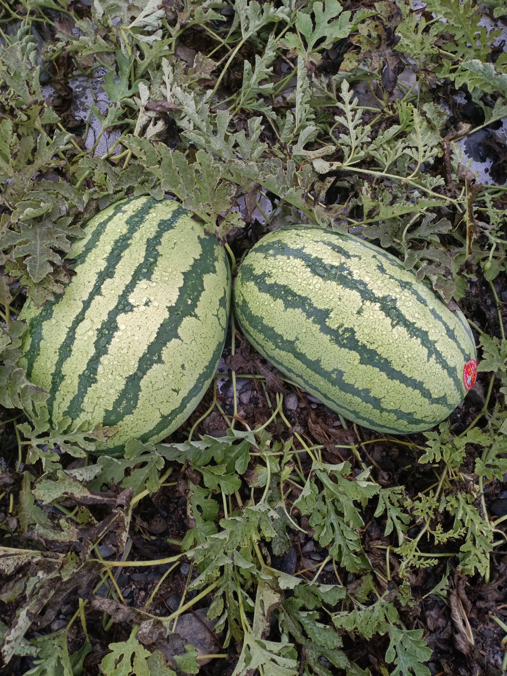 金城5号西瓜 金花一号，大量上市中