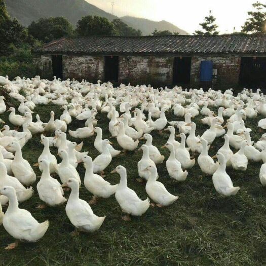 南宁 白鸭苗