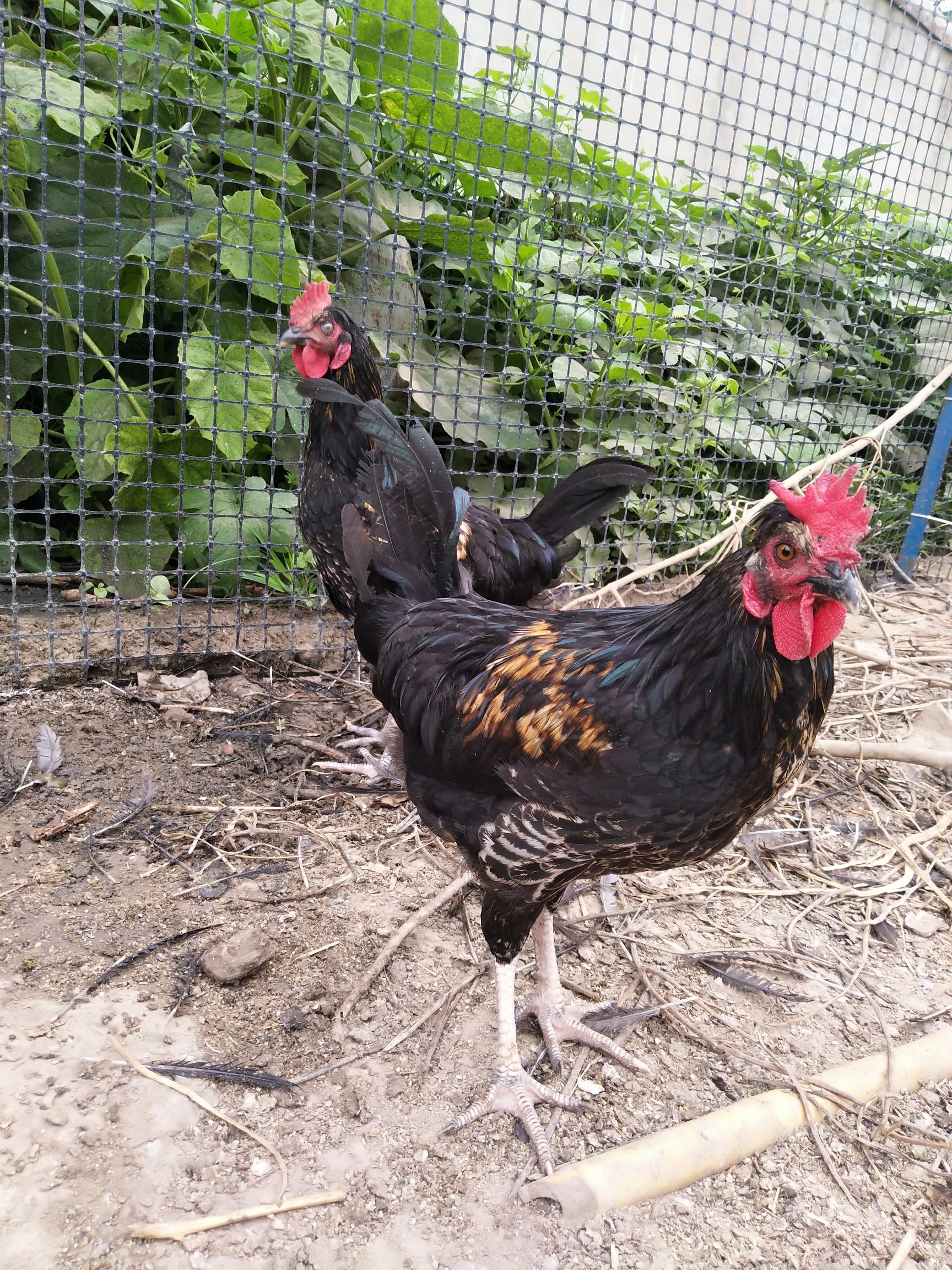  纯散养成年健康杂交鸡，个头均匀，肉质鲜美，毛发鲜亮，