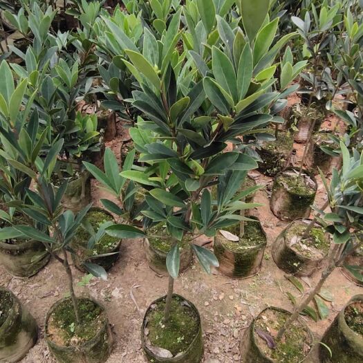 灵山县金花茶盆栽 金花茶苗，可以盆栽阳台，楼顶，门口