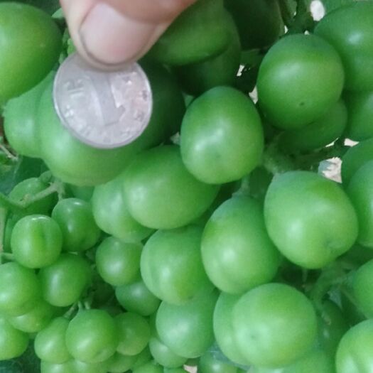 萧县阳光玫瑰葡萄苗 阳光玖瑰葡萄茴