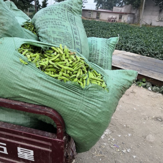 郯城县绿宝石毛豆 开心绿，绿宝石