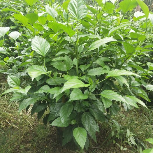 漳浦县朱槿 扶桑花80—120高，大量现货供应