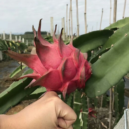 隆安县火龙果  当天载果当天发货，红心金都一号火2.6起步有要的老