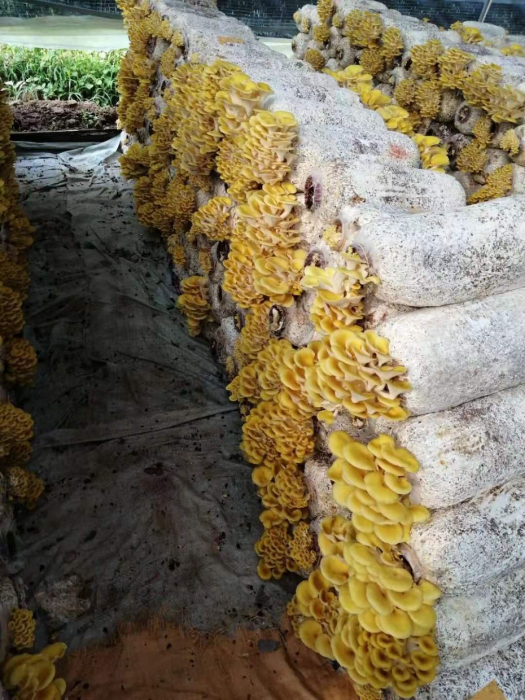 鸡油菌  用的放心