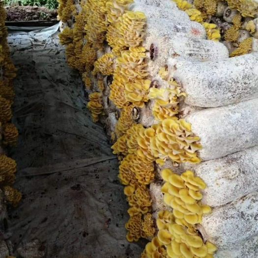 昆明鸡油菌  用的放心