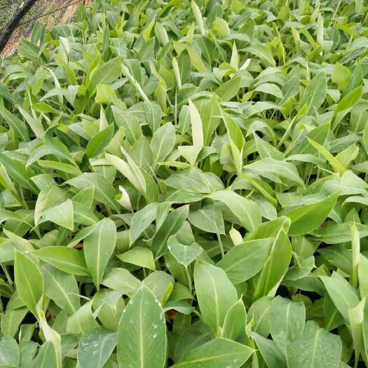 灵山县 包邮矮化香蕉苗 当年结果 皇帝蕉金粉一号树苗南北方四季阳台盆