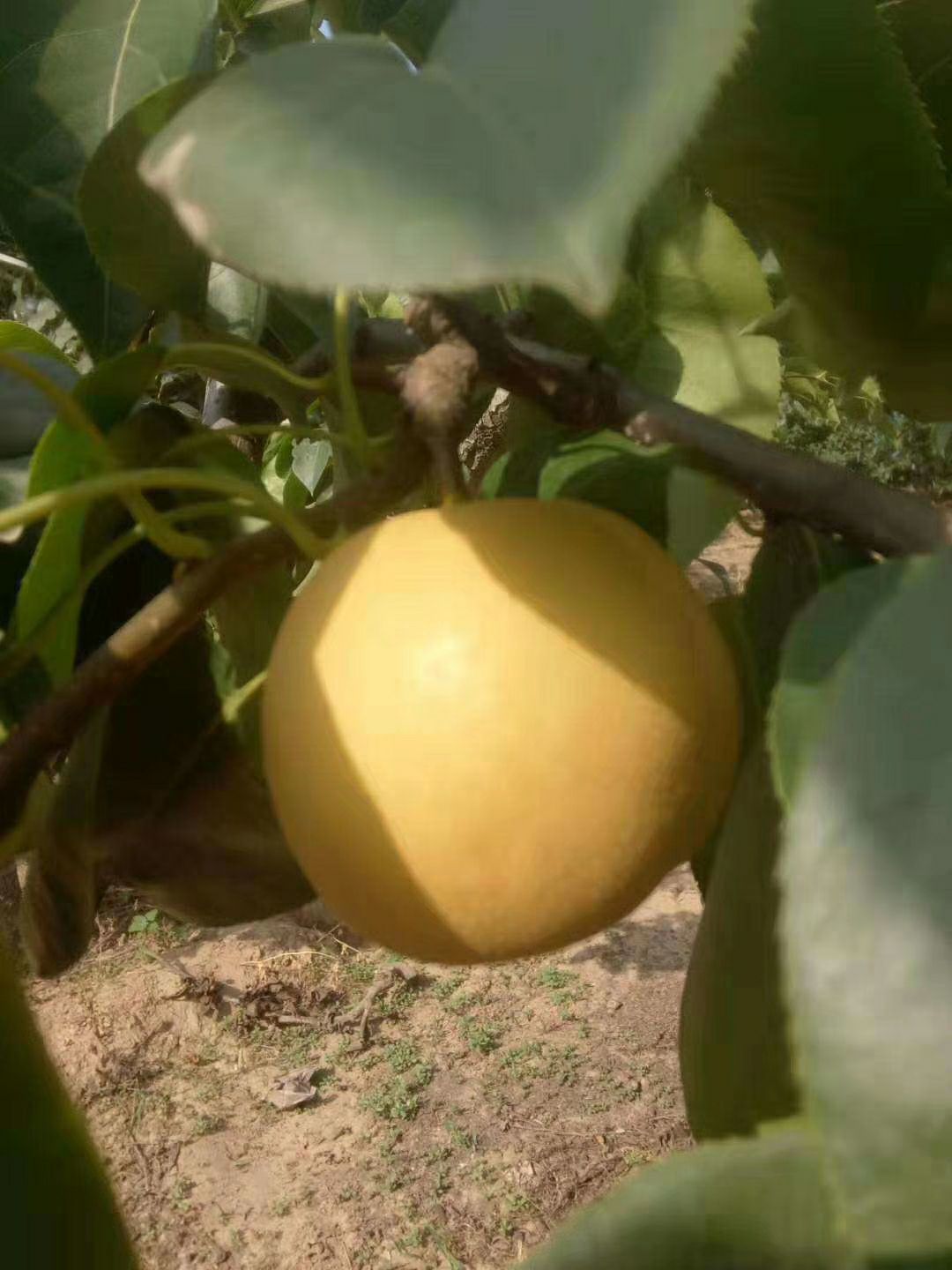  梨，丰水梨山东