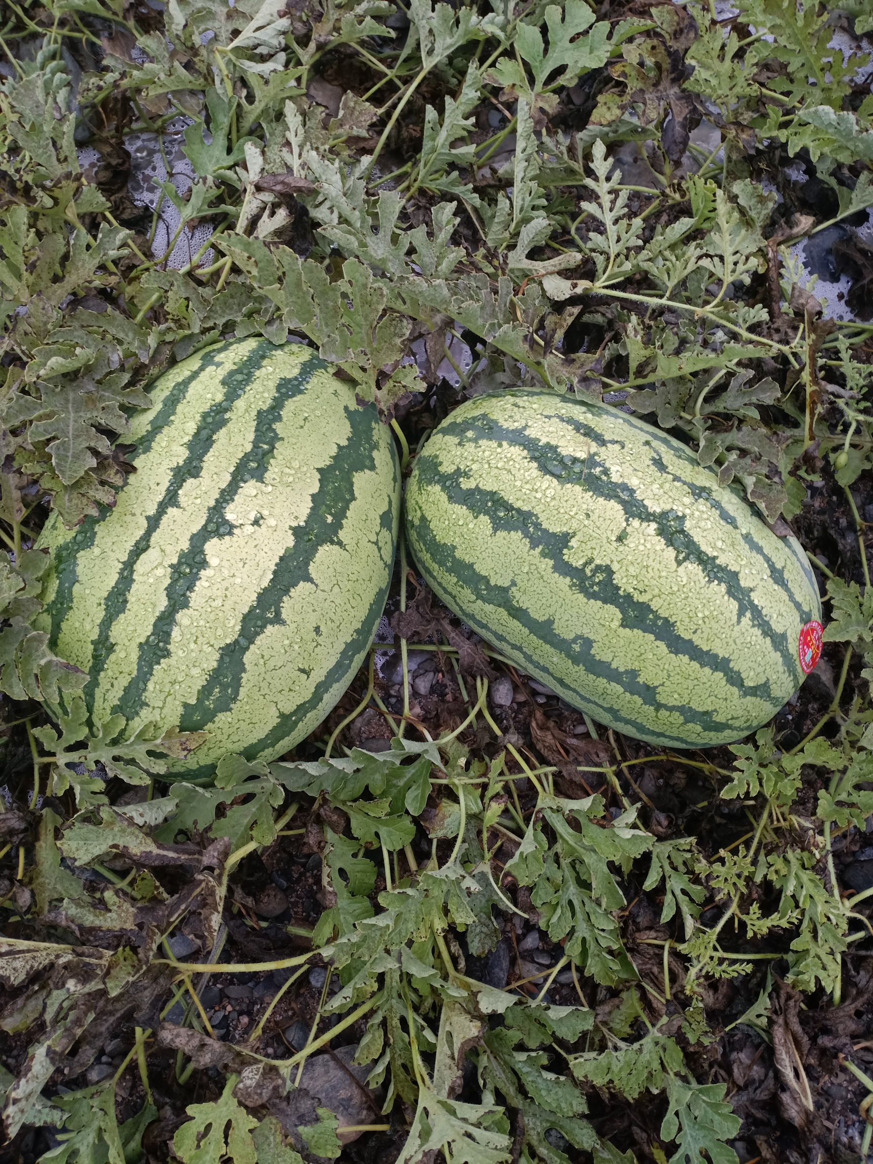 金城5号西瓜 金花一号，大量上市中