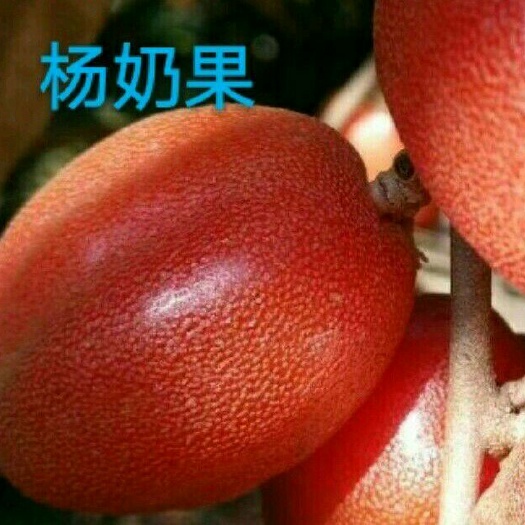霍山县 羊奶果苗