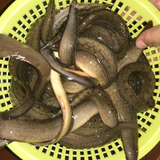 蒙山县山坑鱼仔 刀鳅，，