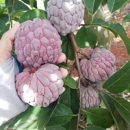 释迦果苗  红皮释迦果品种