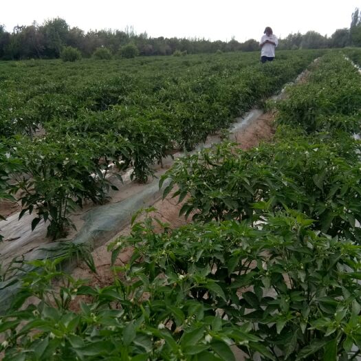 英吉沙县朝天椒干辣椒 朝天椒干品即将上市