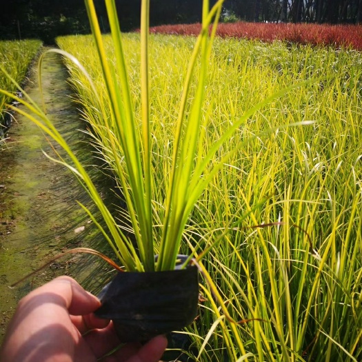 漳浦县金叶菖蒲   金叶石菖蒲，福建漳州基地直销。