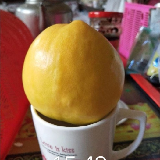 泰安 黄菊油桃树苗 中油8号桃树苗