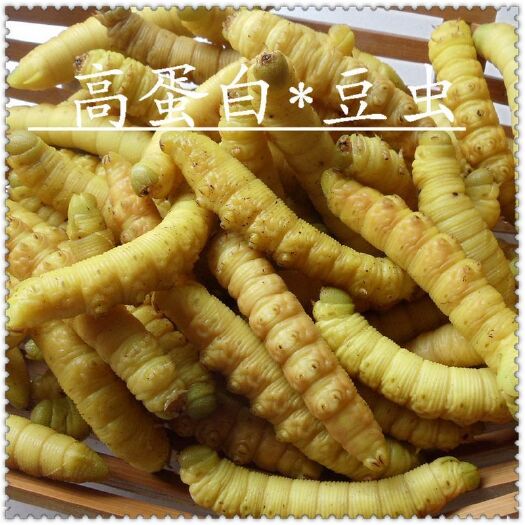 遂溪县 熟虫 豆虫 豆丹供应
