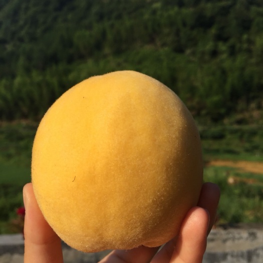 炎陵县 炎陵黄桃，湖南株洲炎陵产地供应