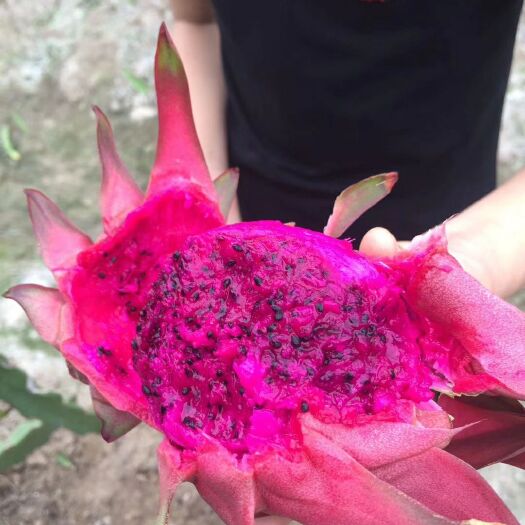 杭州蜜宝火龙果 蜜宝，品质好，无公害，无农残。有机肥加微生物菌剂种植
